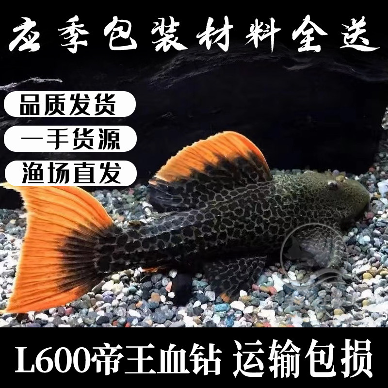 速发L6虎尾血钻L24绿赏红剑尾L25喷点红剑0L7阿联卡红老0异型鱼