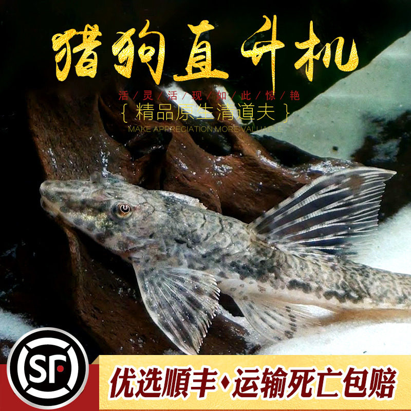 速发猎型直升机热带鱼水草缸除藻工具鱼吃青狗绿藻鱲苔异狗鱼