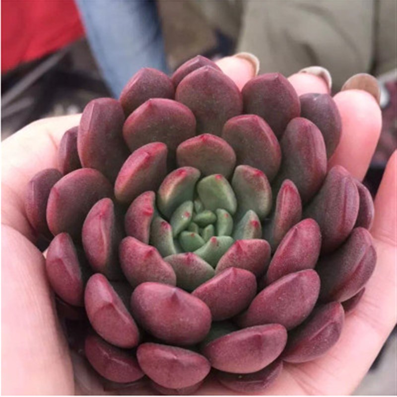 速发多肉窗宝石群生组合盆栽植栽小盆物花卉爱萌肉肉室内红台好养