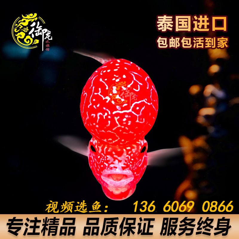 速发罗头鱼成鱼 观赏鱼精品爆汉金花火凤凰起头大苗幻彩亚成罗汉