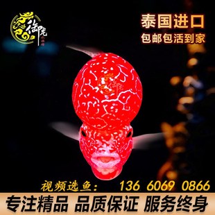 速发罗头鱼成鱼 观赏鱼精品爆汉金花火凤凰起头大苗幻彩亚成罗汉