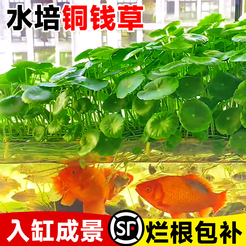 速发铜钱草鱼缸水培水草植物大水缸造景鱼养精品放叶金钱草籽绿植