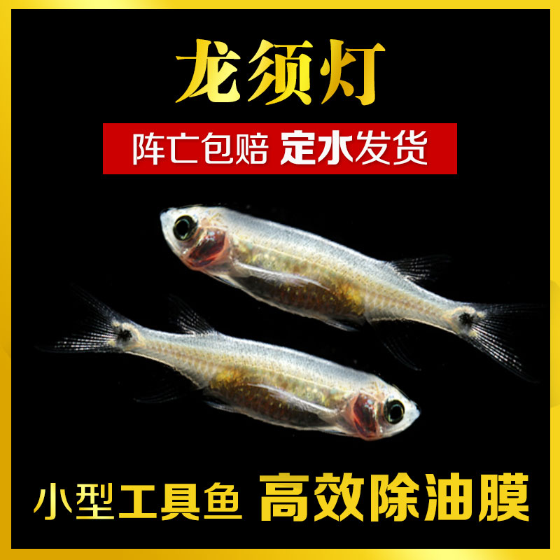 速发小须观鱼 热带鱼灯赏鱼草缸龙型灯科鱼工具鱼除油膜除藻鱼