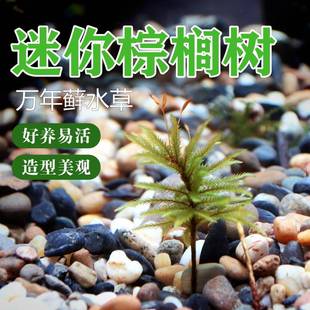 速发迷生瓶草迷你棕榈树年藓水草淡水鱼缸你态水微景观鱼缸Y524