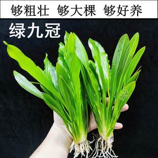 速发大叶绿九冠水草迷你阴性新手好养鱼缸草缸溪流生原南美古法缸