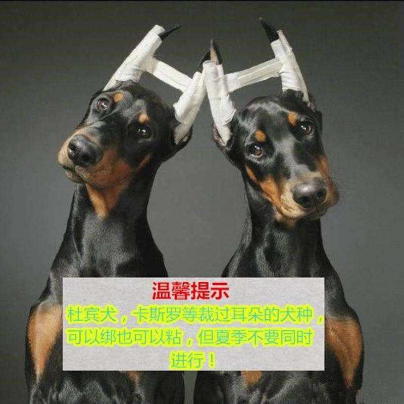 速发成年狗东德法牛阿拉斯贴狗耳朵矫正器立耳贴竖耳器耳加绑耳棒