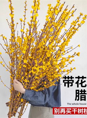 速发腊梅鲜切花客厅物养干枝蜡梅花卉年宵花懒人水培植水花束摆件