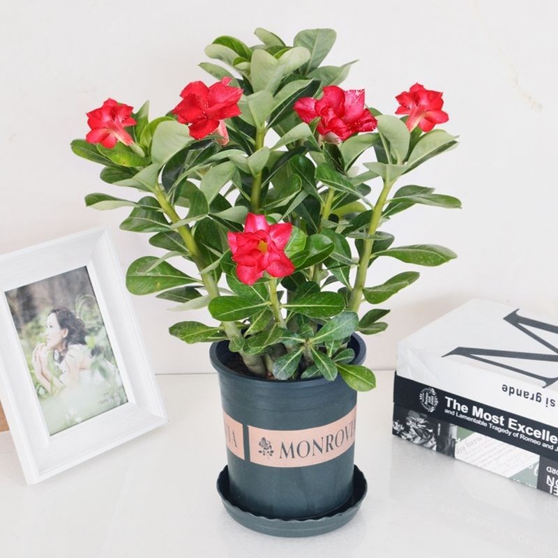 速发沙漠花瑰盆栽耐瓣免邮绿植玫卉四季开花植物花苗办公室内重旱