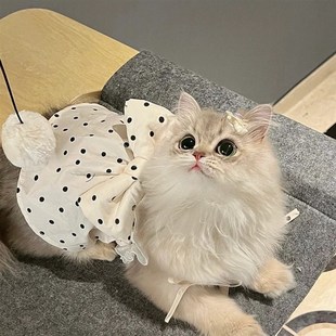 速发复古夏本风波点裙 比熊尔马济斯约克赫雪纳瑞衣服