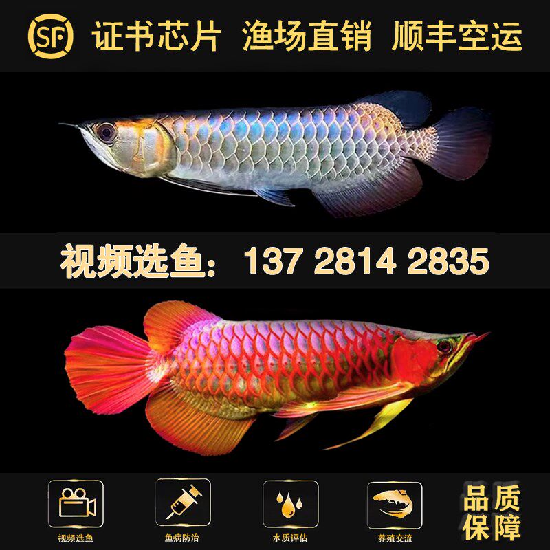 速发金鱼鱼活龙幼苗印椒辣尼红龙鱼古典蓝底过背高背练手热带鱼观
