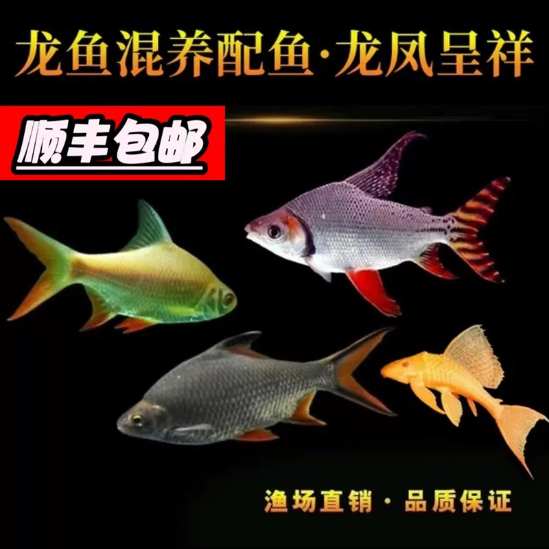 速发飞凤龙龙鱼混养配鱼金鱼红龙鱼配鱼泰国鲫双带侧中大型热线观