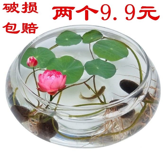 速发缸培玻璃花瓶透明大号水仙盆碗莲盆物莲花盆乌龟鱼水水养植睡
