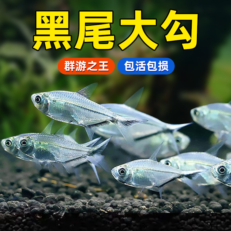 速发黑尾大勾水游鱼草缸热带红赏鱼淡群鱼黑尾灯科鱼观鼻剪刀红绿