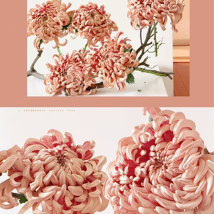 A级稀有维也纳大菊鲜切花鲜花