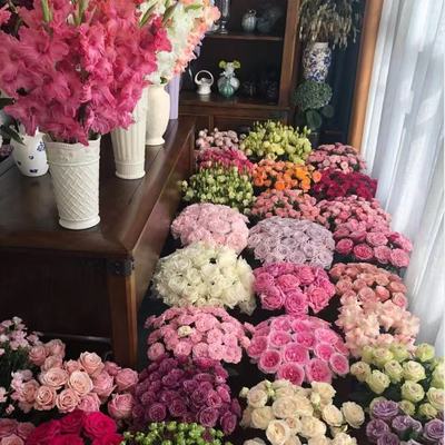 【北美冬青包邮】A级北美冬青基地鲜花直发