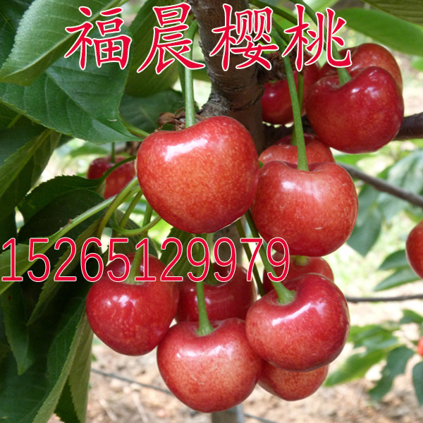 大樱桃树苗 福晨樱桃苗 福星樱桃树苗嫁接苗当年结果南方北方种植