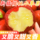 脆甜红富士新鲜应季 正宗新疆樱桃小苹果当季 水果整箱 稀有品种