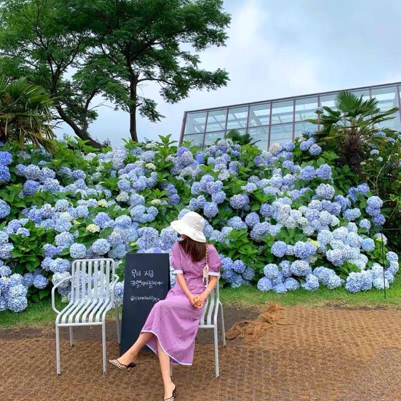 绣球花种子绣球花卉种子四季播种