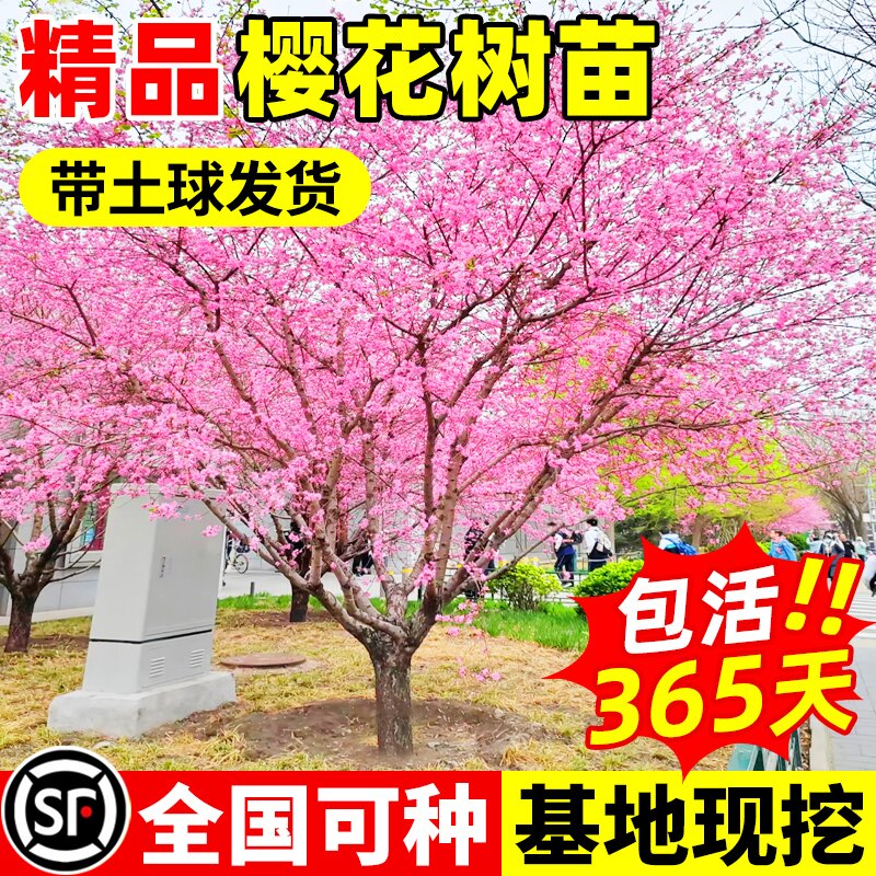 日本树苗南北方室外庭院种植绿化工程大型风景树花卉盆栽植物图片