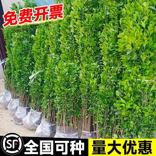 冬青树苗法国北海道黄杨直立篱笆墙庭院围墙植物四季常青耐寒绿篱