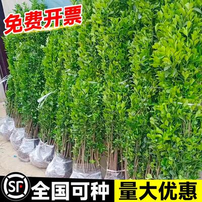 冬青树苗法国北海道黄杨直立篱笆墙庭院围墙植物四季常青耐寒绿篱