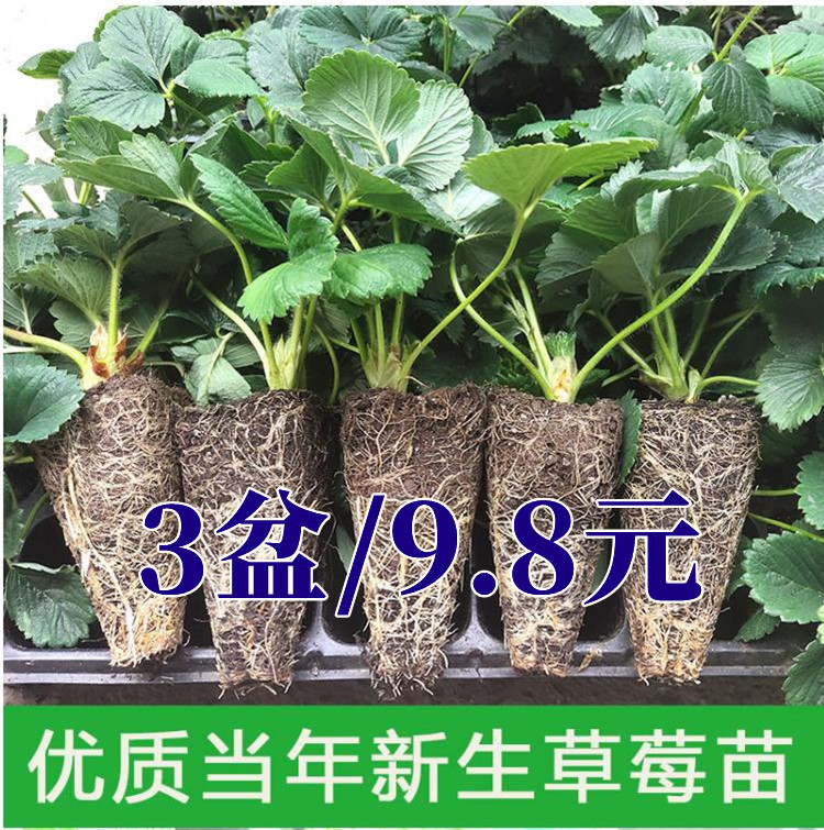 四季草莓苗盆栽奶油草莓秧大棚种植带盆带土阳台庭院种植当年结果