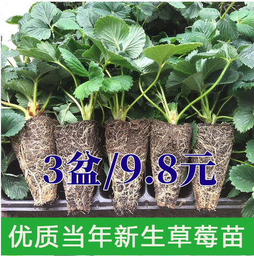 四季草莓苗盆栽奶油草莓秧大棚种植带盆带土阳台庭院种植当年结果