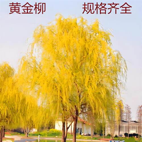 金丝垂柳苗黄金柳树苗美国速生竹柳杨柳树苗垂柳小苗河边绿化树苗
