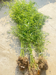 竹子苗庭院植物北方耐寒紫竹罗汉竹毛竹盆栽户外风景四季常青竹苗