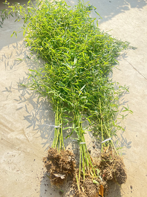 围墙隔断不落叶耐寒四季常青