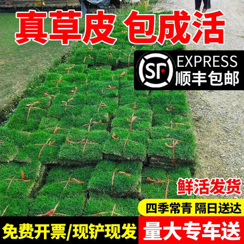 草皮真草坪带泥土别墅花园绿化四季青果岭草台湾草马尼拉草皮带土