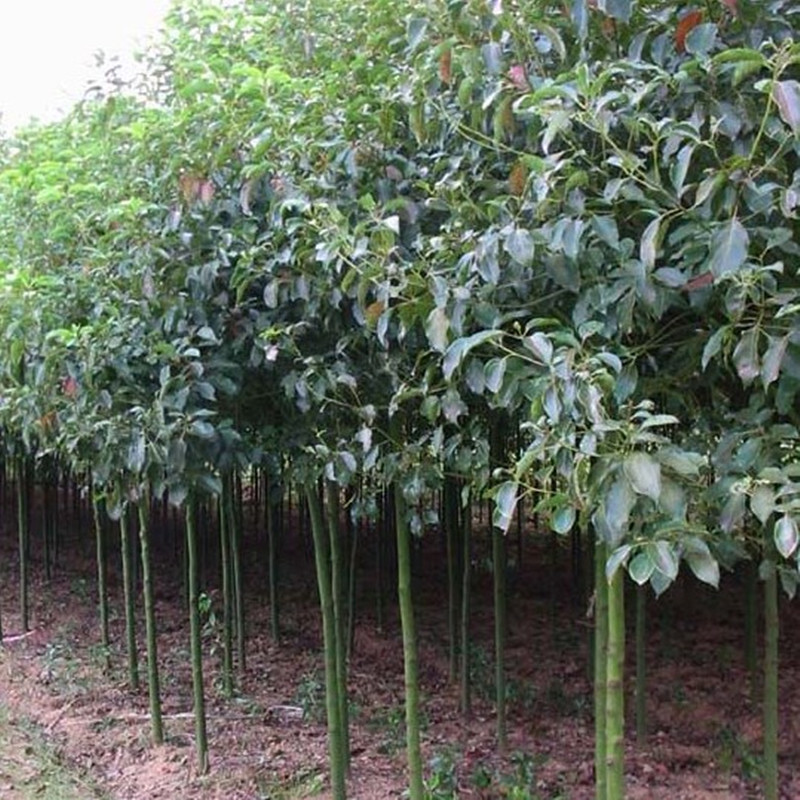 香樟树苗大小叶庭院驱蚊南北方种植四季常青大型工程绿化苗木