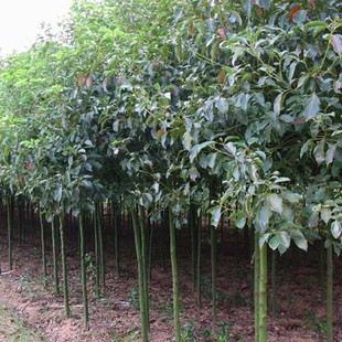 香樟树苗大小叶庭院驱蚊南北方种植四季常青大型工程绿化苗木