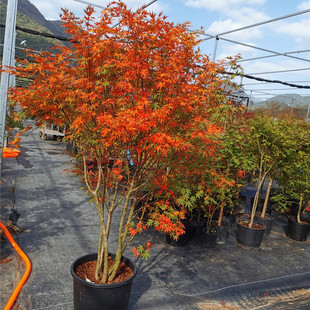 小叶鸡爪槭树苗原生苗鸡爪枫树苗庭院风景树苗四季常青红枫树苗