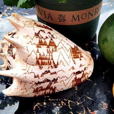 天然超大海螺帝王螺山水螺佛家供奉 创意居家摆件水族箱收藏标本