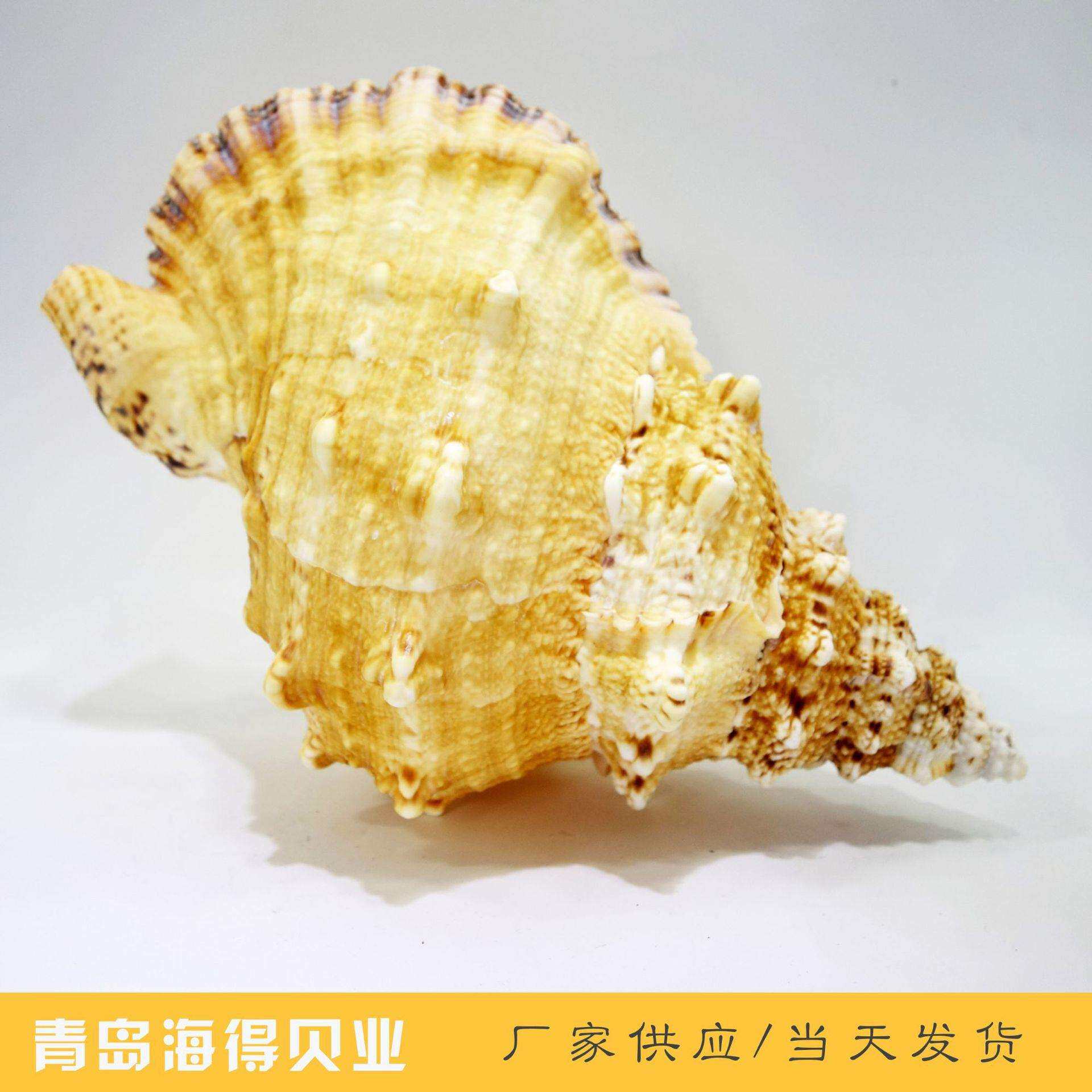 海螺贝壳装饰品青岛石号金口蛙螺海螺手工工艺品销售