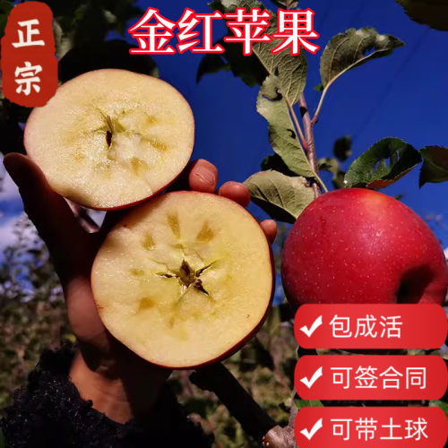 顺丰包邮金红苹果树盆栽带土球