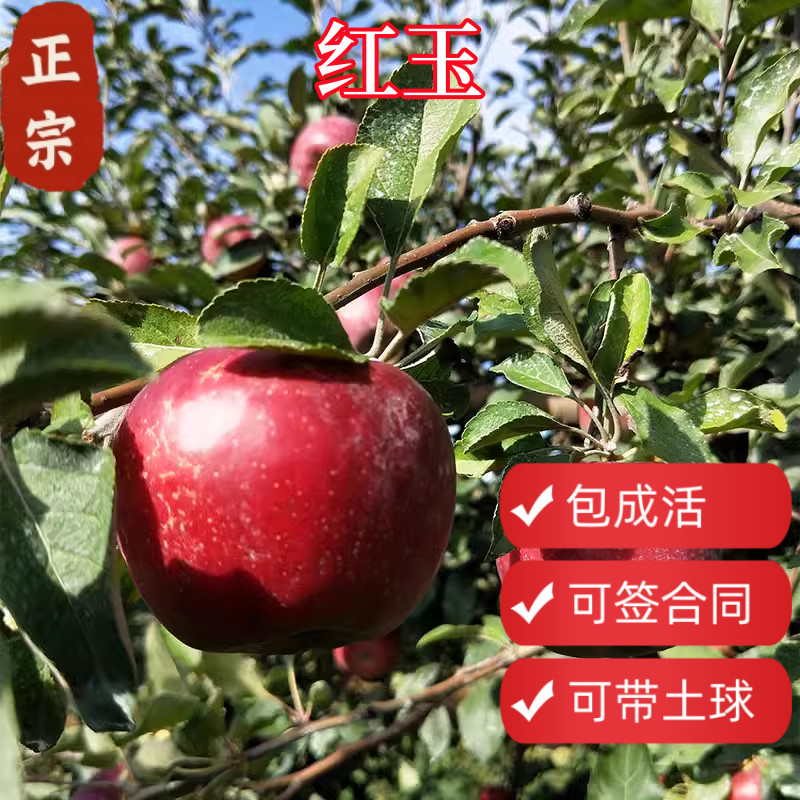 顺丰包邮红玉苹果树带土球图片
