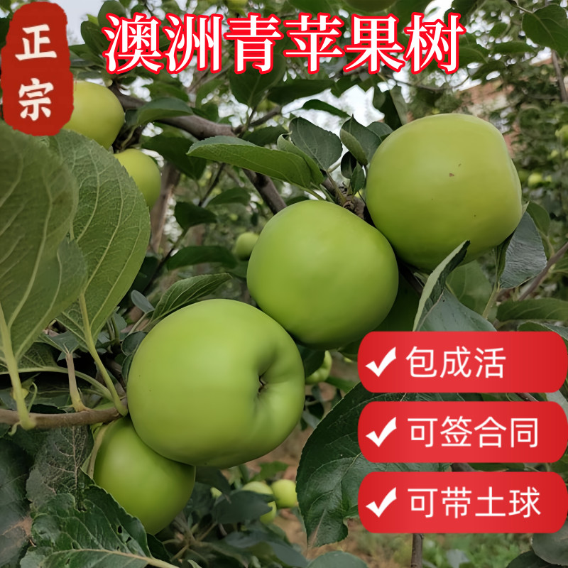 顺丰包邮澳洲青苹果树带土球包活图片