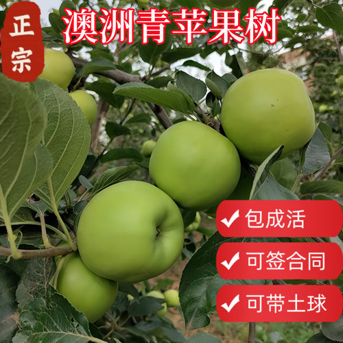 顺丰包邮澳洲青苹果树带土球包活
