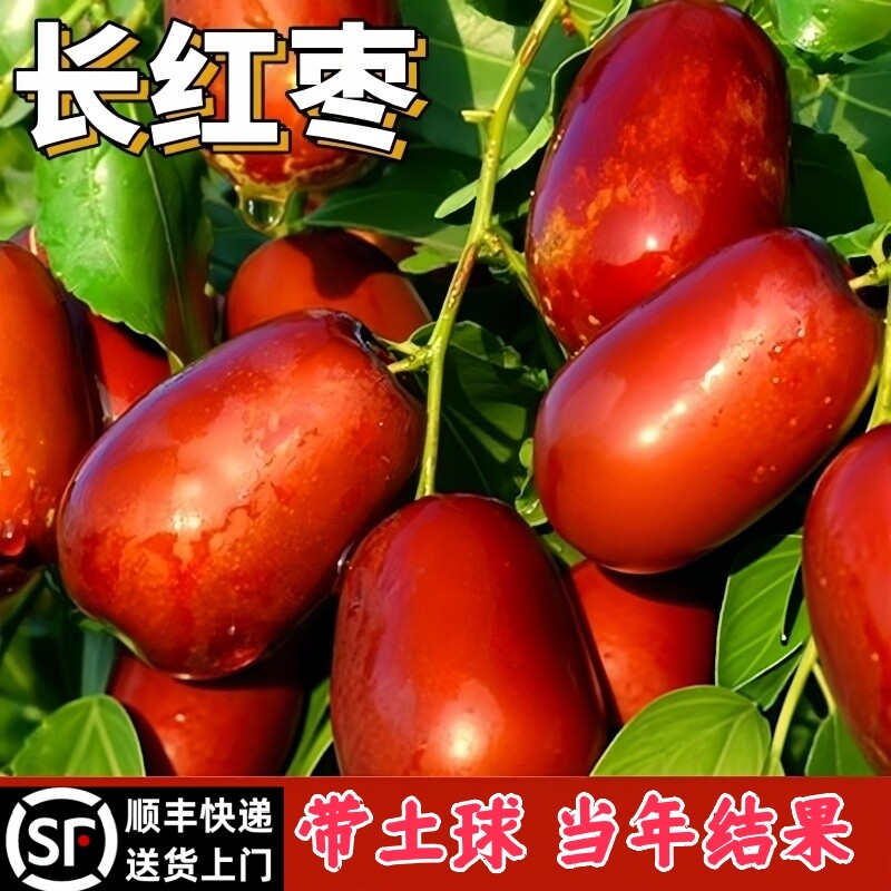 长红枣树活苗沾化冬枣带土球大枣超甜枣子果树苗果苗南方北方盆栽