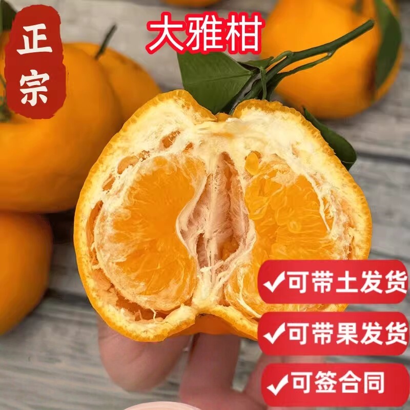 大雅柑树苗橘苗橘子树特大水果树果苗砂糖橘桔子南方盆栽当年结果