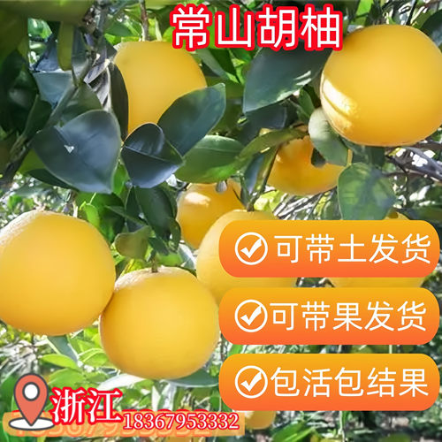 顺丰包邮胡柚树苗带土球当年结果