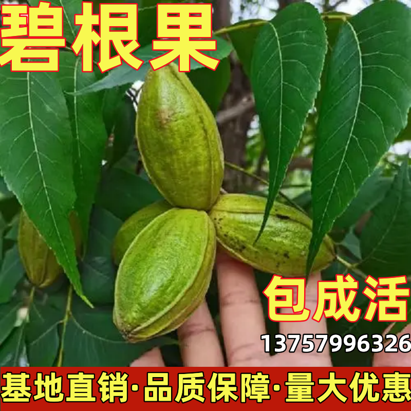 碧根果树果苗南北方庭院地栽种植美国山核桃阳台盆栽嫁接当年结果