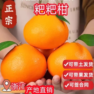 春见耙耙柑树苗丑橘树橘子树砂糖橘特大树水果树果苗桔子南方盆栽