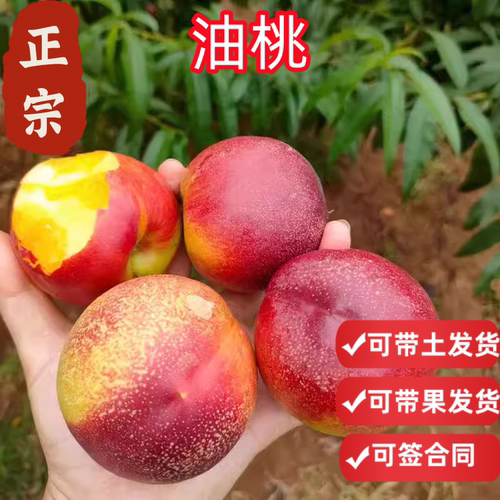 油桃树苗带土球当年结果