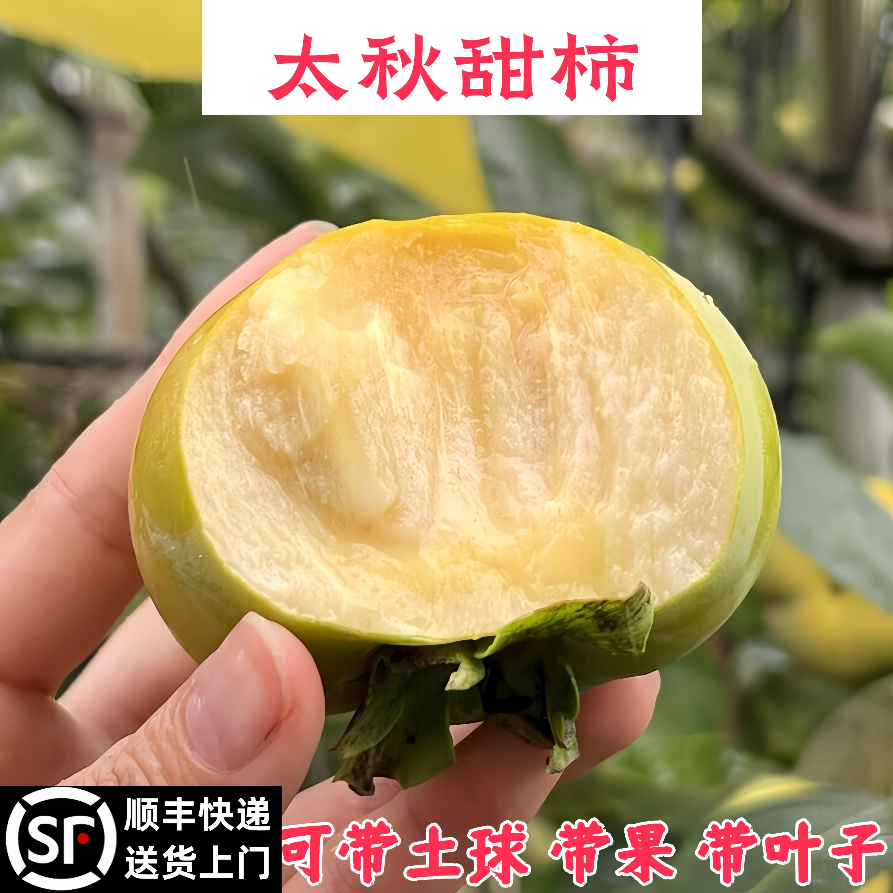 脆甜太秋大柿子树原土原杯图片