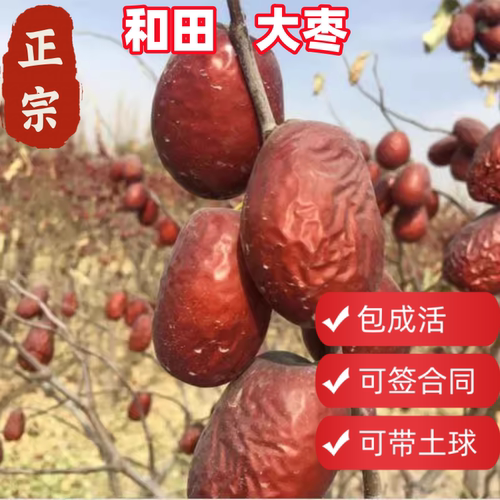 顺丰包邮田枣树苗带土球当年结果