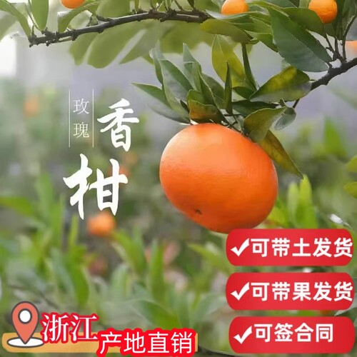 顺丰快递带果玫瑰香柑橘子树苗