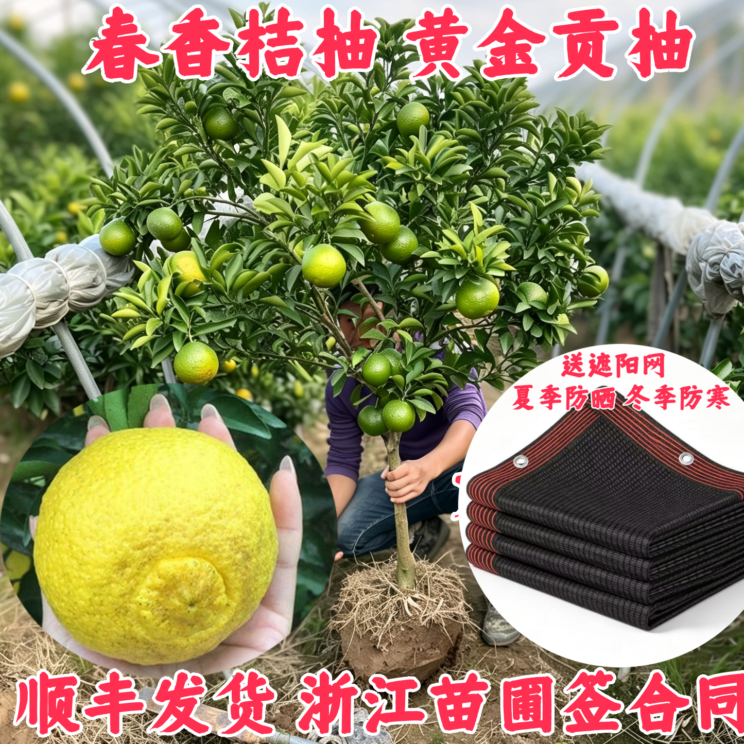 顺丰快递春香桔柚黄金贡柚嫁接苗图片
